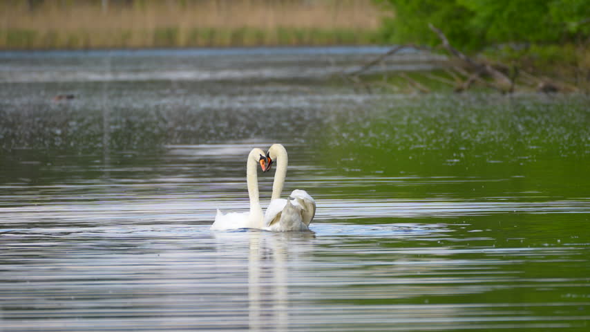 two swans on the lake