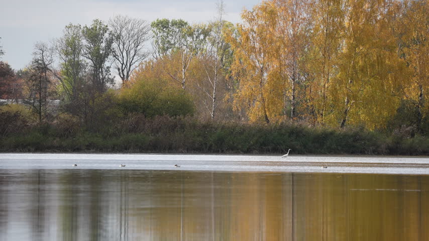 autumn trees on the lake