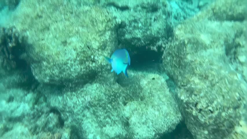 A small striped tropical fish swimming close to the rocky seabed surrounded by transparent turquoise water in the Maldives.