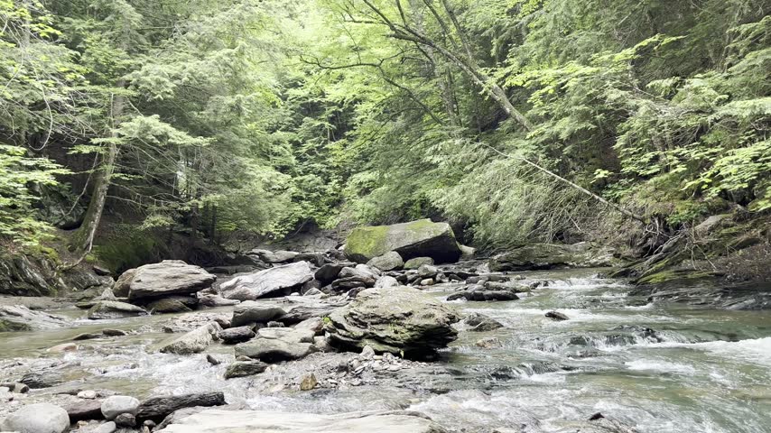 A brook in the middle of a forest 