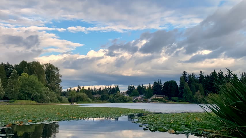 Timelapse, a calm lake covered with green lily pads, with houses and tall evergreen trees along the opposite shore.