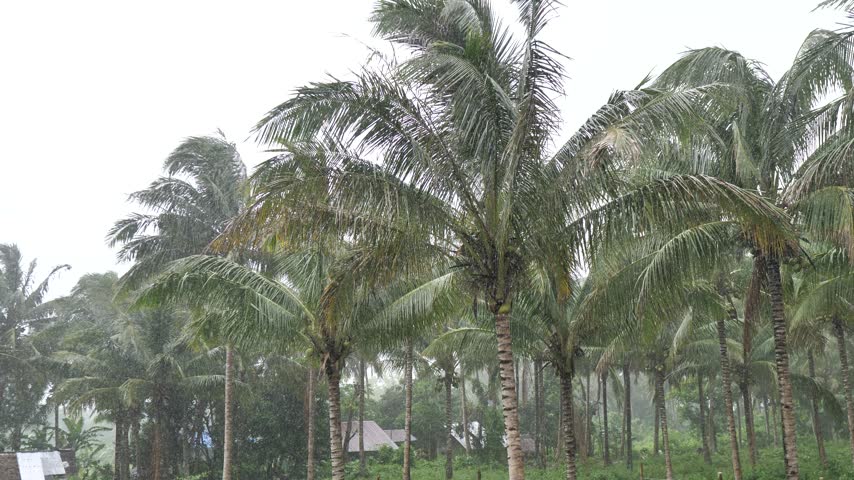 An upward view shows overlapping palm fronds and tall trunks beneath a pale overcast sky, with small rooftops at the bottom of the frame.