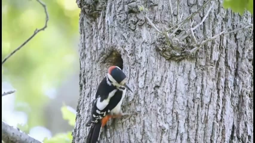 Great spotted woodpecker perched near tree hole nest, wild bird pecking and resting on old bark trunk in natural tropical forest wildlife habitat.