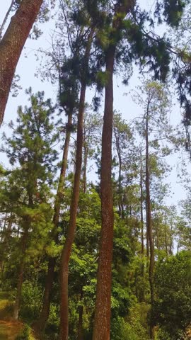 Tall Pine Trees Reaching Toward the Sky in a Natural Forest