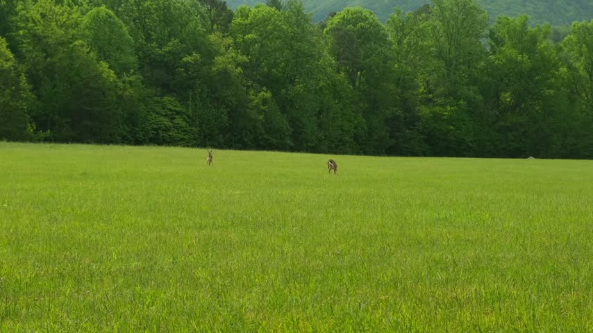 Young deer rest on a green lawn among the grass near the forest on a sunny day