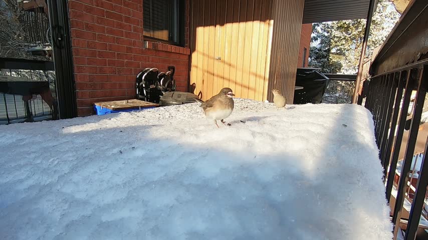 Dark-eyed Junco hopping across fresh snow on a residential balcony during winter. Close wildlife footage captures the small North American songbird moving through a snowy backyard setting before leaving the frame.