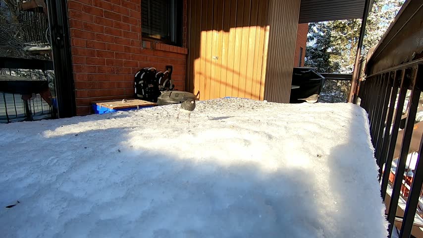 Close-up footage of a Dark-eyed Junco foraging and hopping through snow on a residential balcony during winter. The small North American songbird approaches the camera, clearly showing its dark gray plumage and contrasting white belly.