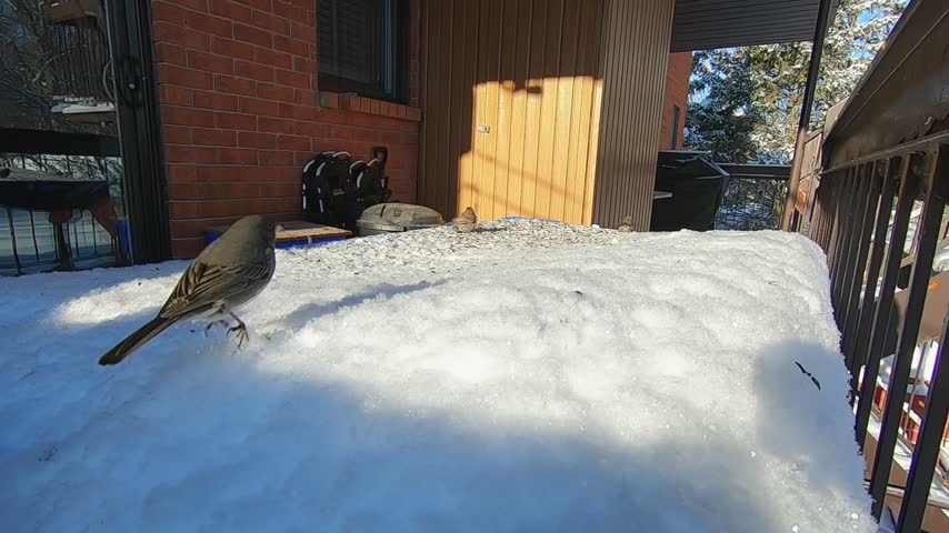 Dark-eyed Junco foraging and hopping through fresh snow on a residential balcony during winter. The small North American songbird repeatedly approaches the camera, providing a close view of its plumage and natural feeding behavior.