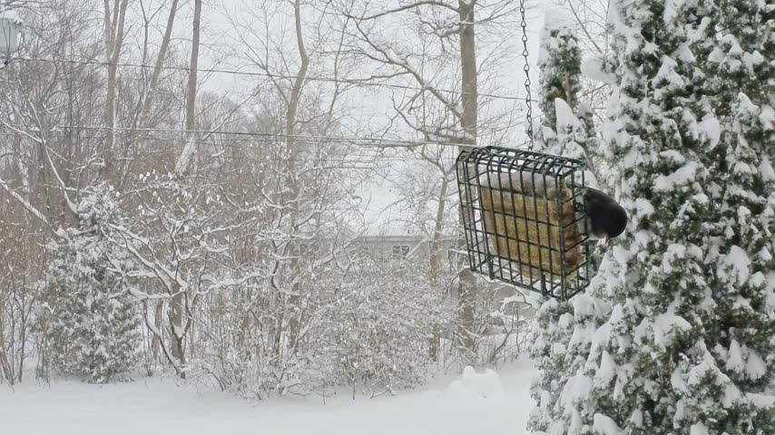 Several Dark-eyed Juncos gather around a hanging suet feeder in a snowy winter setting. The small North American songbirds perch, feed and fly around the feeder against a beautiful snow-covered woodland background.