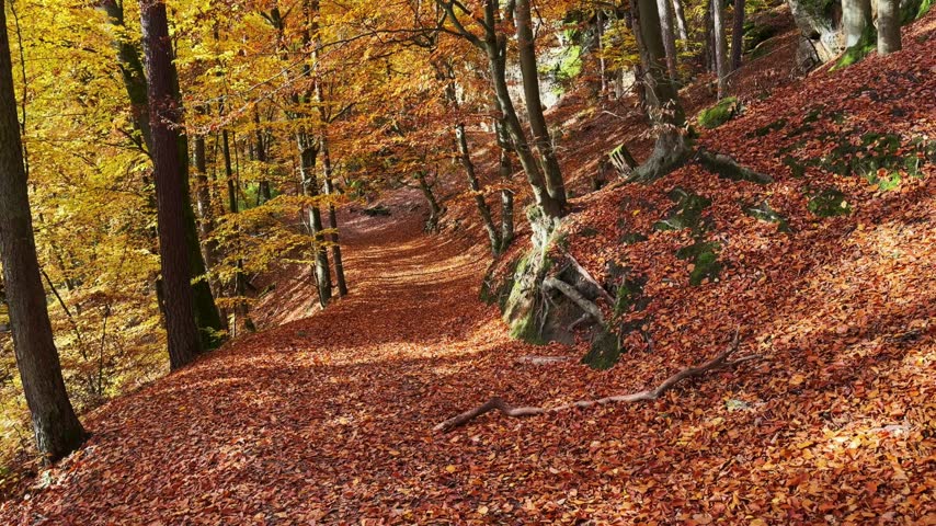 Autumn forest trail winding through colorful fallen leaves and golden trees