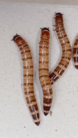 Larvae Zophobas Atratus, known as superworm, kingworm, barley worm, and morio worm, 
are commonly in the pet industry as food