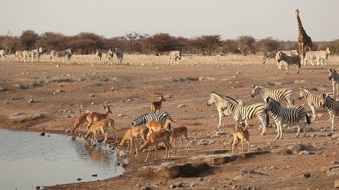 Impala antelopes, zebra and a giraffe frightened at a waterhole, Etosha National Park, Namibia