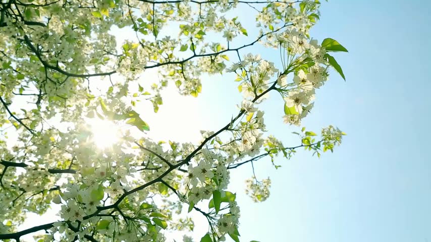 Beautiful 4K footage of sunlight shining through blooming trees, creating warm sun rays and illuminating delicate blossoms and fresh green foliage.