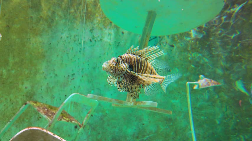 A lionfish with distinctive brown and white stripes and elaborate fan-like fins swims inside an aquarium at Singapore Oceanarium. 