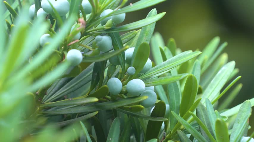 Buddhist Pine Cones Forest Detail Closeup