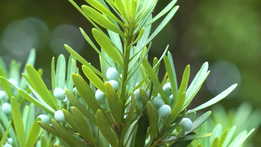 Buddhist Pine Cones Forest Detail Closeup