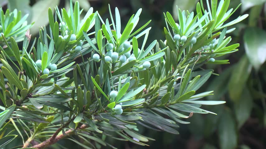 Buddhist Pine Cones Forest Detail Closeup