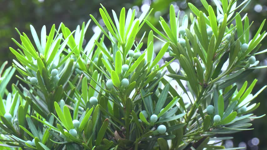 Buddhist Pine Cones Forest Detail Closeup