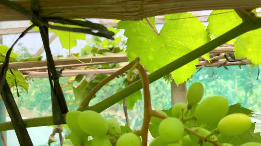 Bunch of fresh green grapes hanging on the vine surrounded by vibrant foliage inside a greenhouse nursery.