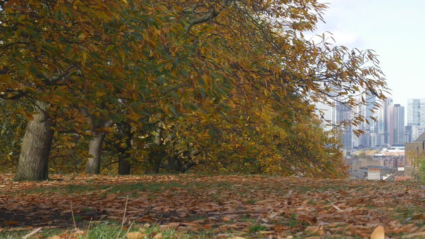 Autumn Park Ground Covered With Fallen Dry Leaves
