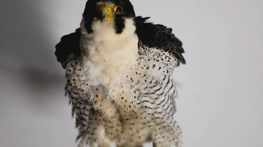 Close Up Portrait of a Majestic Peregrine Falcon for Natural History Reference for Bird Species Profiles, Classroom Resources, and Natural History Features Slow Motion 180fps Footage