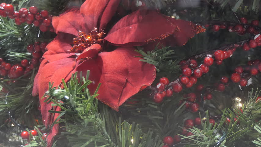 Red Poinsettia Flower and Festive Christmas Tree Branches
