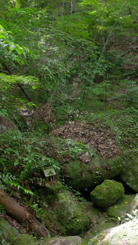 Static vertical shot of a forest slope dotted with moss-covered rocks.