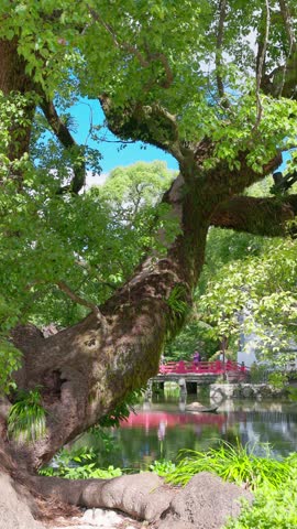Static vertical shot of a red bridge and pond beyond the winding branches of a big tree.