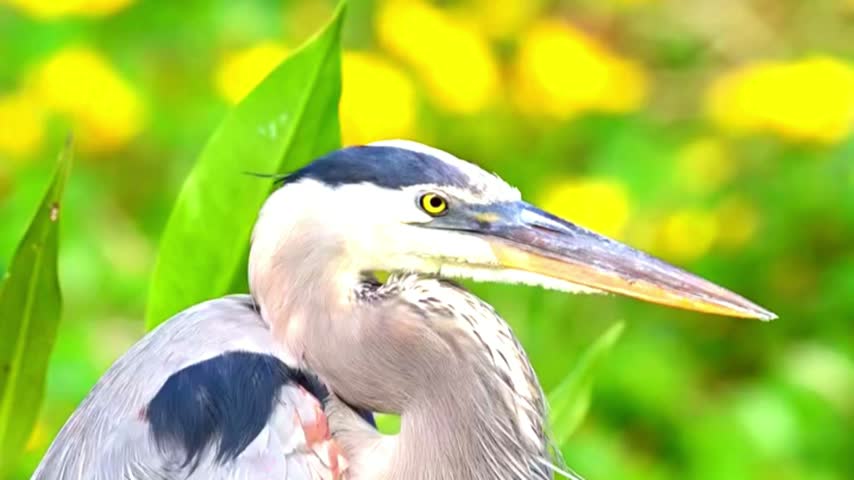 A detailed close-up shot of a majestic Great Blue Heron standing in vibrant green foliage with a blurred yellow floral background, capturing its natural beauty.