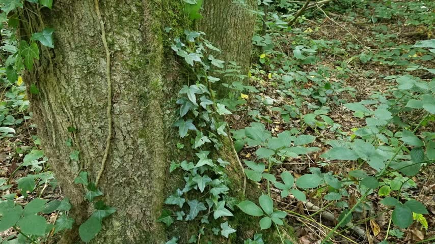 Sunlight Filtering Through Ivy-Covered Tree Trunks in a Lush Woodland Park, Camera Tilting Upward