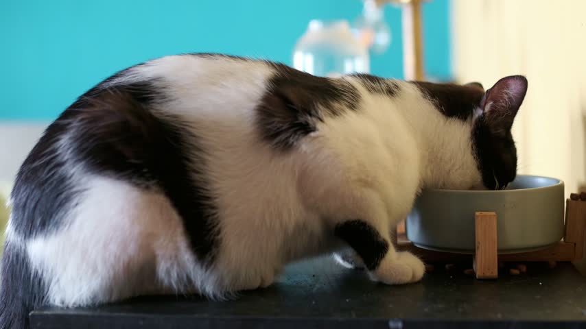 Adorable domestic black and white cat eating its dry kibble food from a grey ceramic bowl. The feline licks its mouth after eating