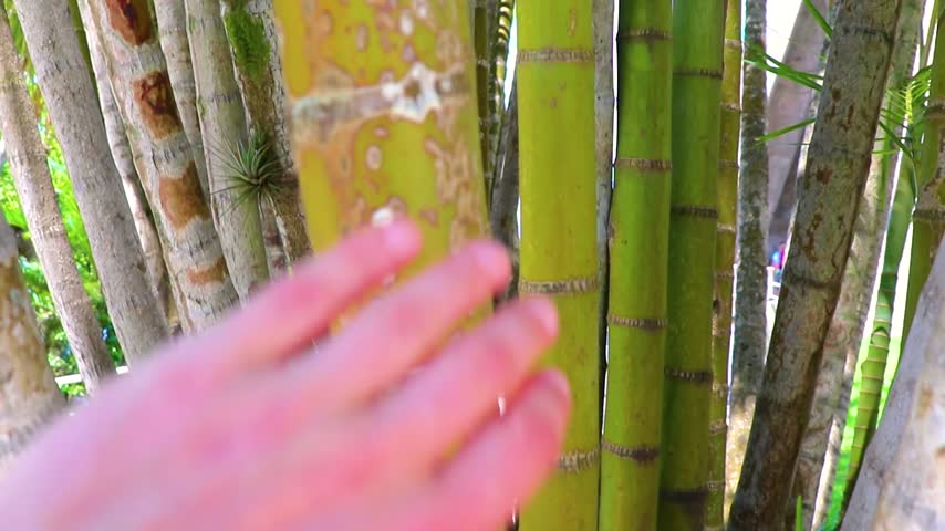 A person taps slender young bamboo stalks surrounded by tropical greenery in Rio de Janeiro State of Rio de Janeiro Brazil.
