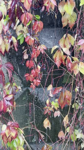 Rain falls gently on vibrant autumn foliage climbing a weathered gray stone wall. Dense clusters of pointed leaves in deep crimson, scarlet, orange, yellow, and lingering green hang from slender red vines, many still dotted with small dark blue-black berries. Water droplets cling to the glossy leaf surfaces and drip steadily from the tips, while thin streams of rain cascade down the rough, moss-tinged stone blocks behind. The vines twist and drape irregularly across the frame, creating layered textures of color against the muted, damp wall. Soft natural light highlights the wet sheen on the leaves as continuous rain streaks through the air, giving the scene a quiet, atmospheric quality of late autumn.