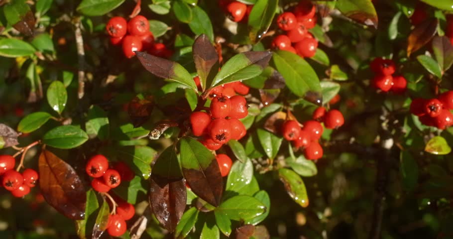 Close-up of a shrub branch with clusters of red berries among green and brown leaves covered in water droplets in sunlight.