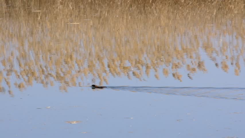 Muskrat swimming in calm lake water with reflection of dry reeds. Suitable for wildlife documentary layouts, nature backgrounds, zoology concepts, and designs with copy space.