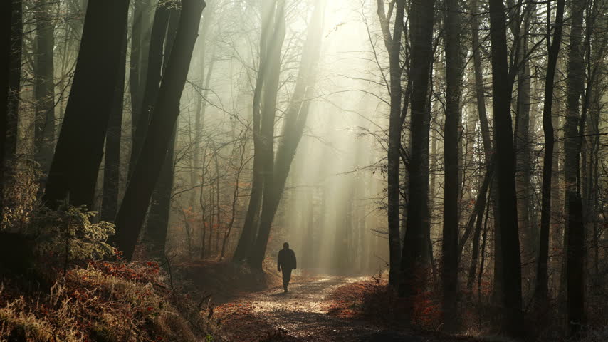A walk in magical light and beams in a foggy atmospheric forest with silhouetted tree trunks and an illuminated path