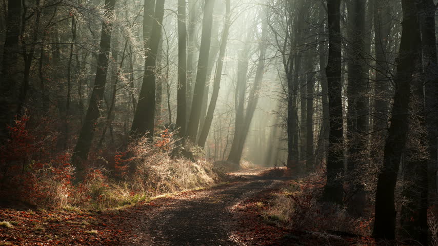 Magical atmosphere with beams of light in a foggy forest with silhouetted tree trunks and an illuminated path