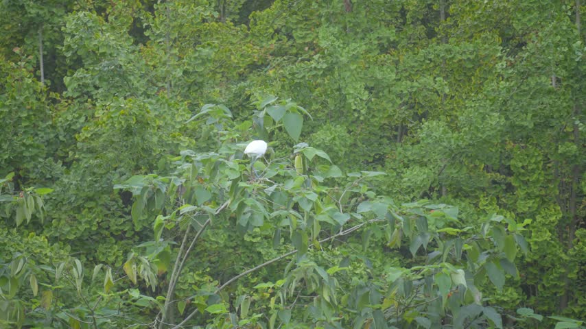 White Heron Perched on a Tree Branch in a Lush Green Forest