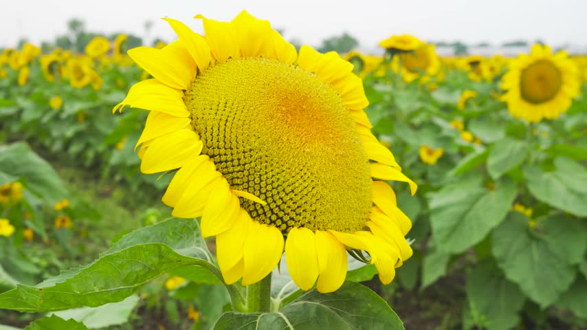 Vibrant Sunflowers Blooming in a Large Agricultural Field During a Bright Autumn Day