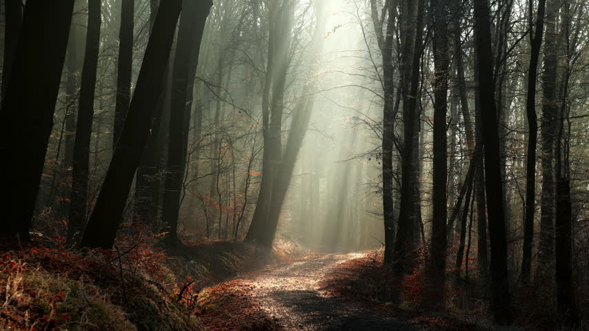 Magical atmosphere with beams of light in a foggy forest with silhouetted tree trunks and an illuminated path