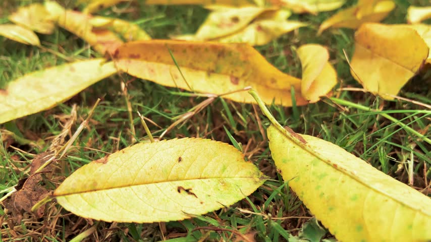 Fallen yellow autumn leaves scattered on green grass in a quiet park landscape
