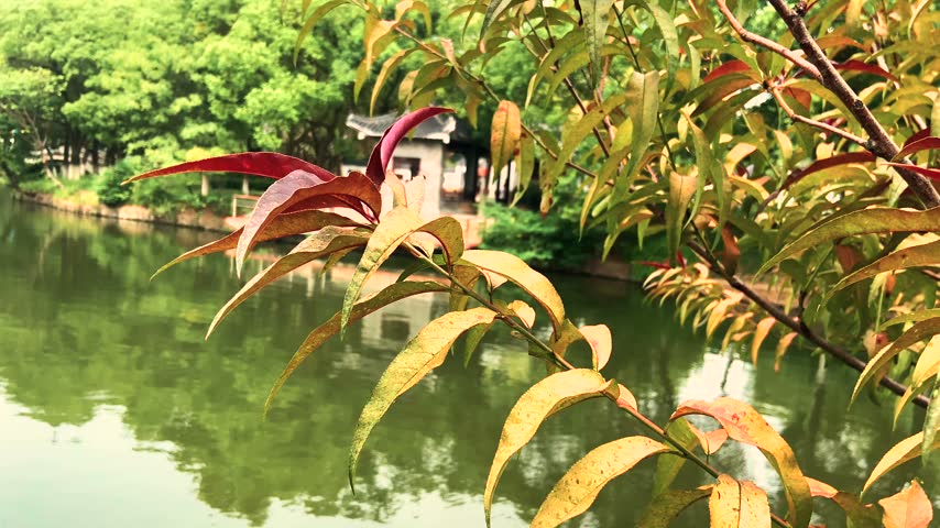 Autumn leaves on tree branch with traditional Chinese pavilion and lake in background