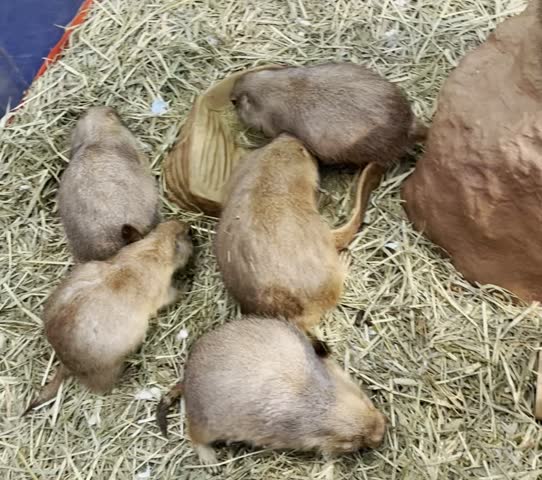 Prairie Dog in cage, very adorable pets.