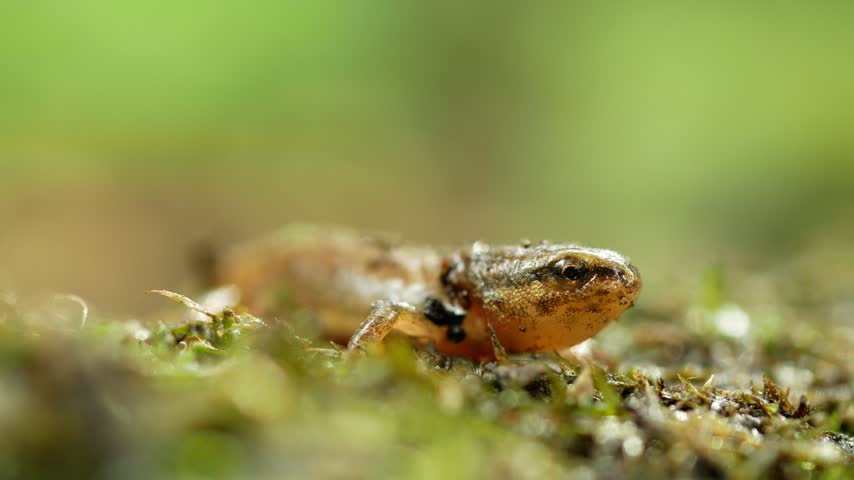 Small smooth newt Lissotriton vulgaris metamorphosed juvenile detail cute resting breathing crawling spotted mossy ground common newt amphibian close-up wetland pond hidden camouflaged blend
