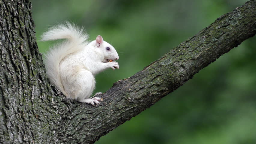 Rare White Squirrel in the 库存影片视频（100 免版税）4204204