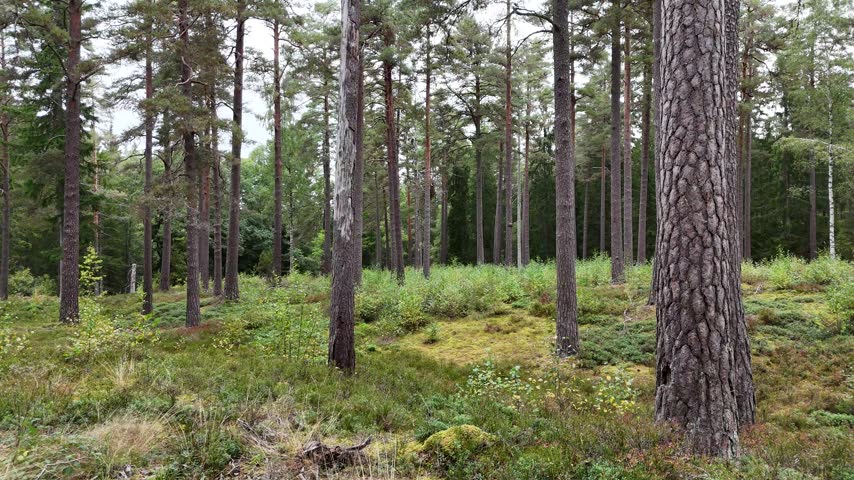 Drone panorama over a winding rural road surrounded by Swedish woodland, evergreen treetops and soft autumn colors under an overcast sky.