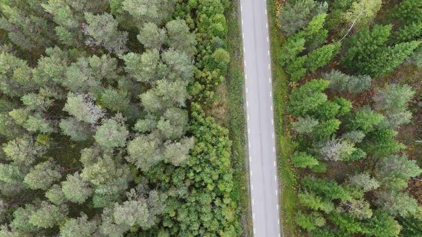 Top-down drone view of a paved Swedish forest road bordered by dense mixed woodland, mossy ground and early autumn foliage in daylight.