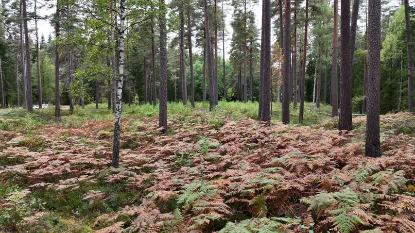 View through a Swedish pine and birch forest, with tall trunks, dense ferns, low green undergrowth and soft overcast daylight.