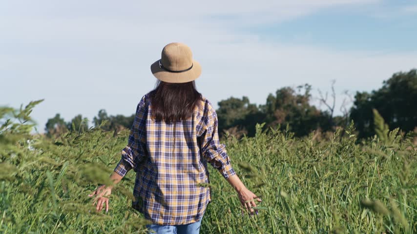 Woman wearing a straw hat walks through an overgrown field touching wild plants, rear view of a woman moving among tall green vegetation and gently brushing the grass with her hands on a sunny day