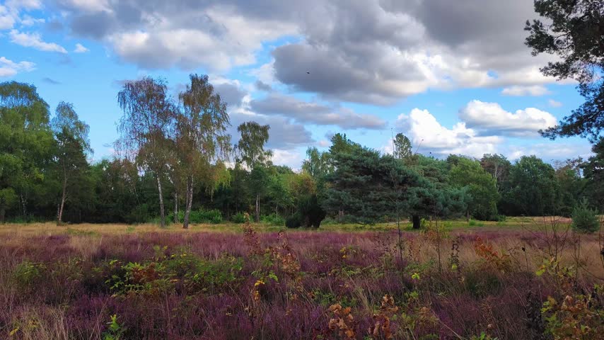 Clouds cover the sky above a large field filled with purple flowers and various trees. The location shows nature in a rural area.